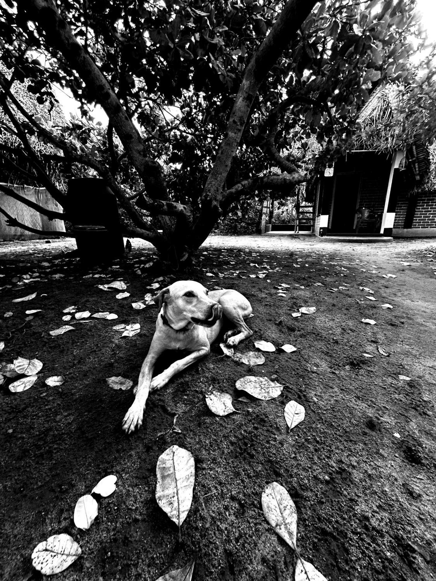 Boomerang Community Auroville Exterior foto