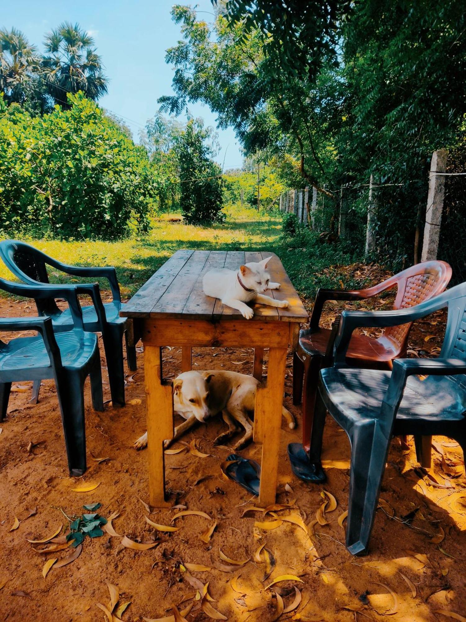 Boomerang Community Auroville Exterior foto